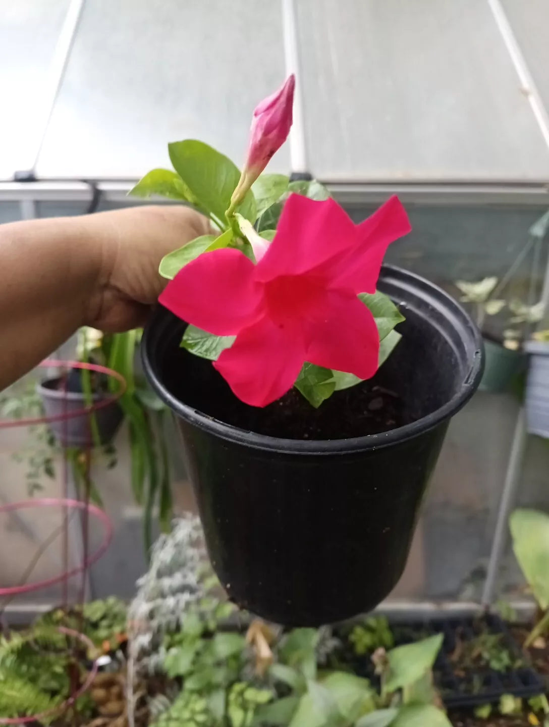 Mandevilla Plant in Gallon Pot - Tourmaline Fuchsia Red Flowering Climbing Vine for Garden or Container