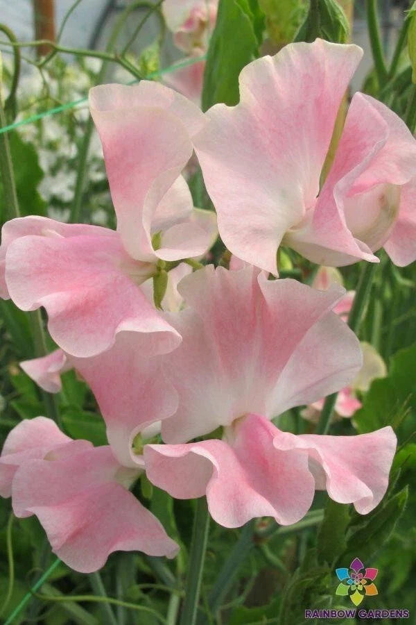 John Gray Sweet Pea Seeds - 50 Pack, Fragrant Climbing Flower, Lathyrus odoratus, Garden Planting, USA Free Shipping