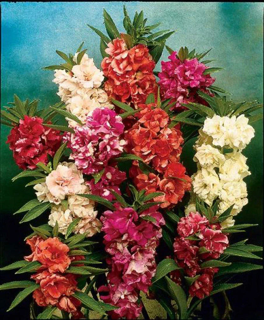 Balsam Camellia Seeds 100 Pack - Camellia japonica - GroCo USA