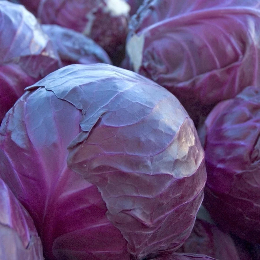 Red Acre Cabbage Seeds - Heirloom NON-GMO Organic Brassica oleracea, 600+ Pack for Home Garden & Small Farm