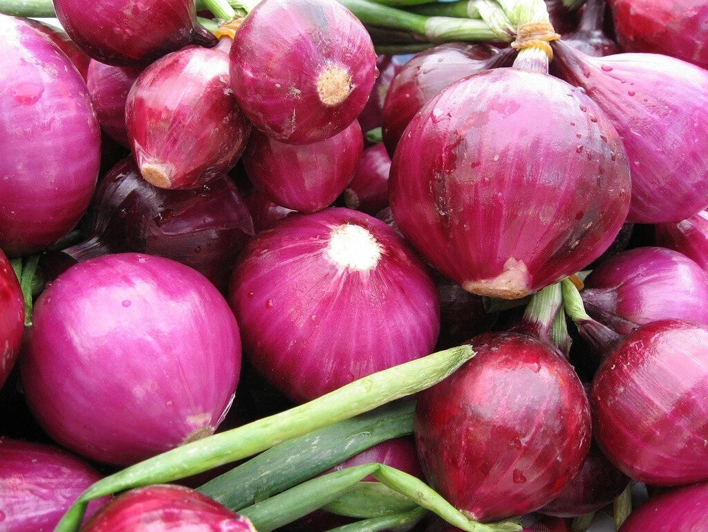 Red Grano Sweet Onion Seeds - Organic Short Day Allium cepa Vegetable Seeds for Spring & Fall Garden