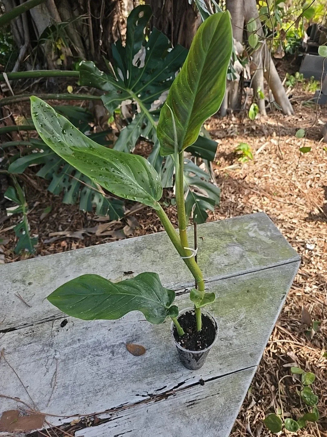 Philodendron Subhastatum 20" Indoor Houseplant in 3" Pot - Tropical Green Foliage