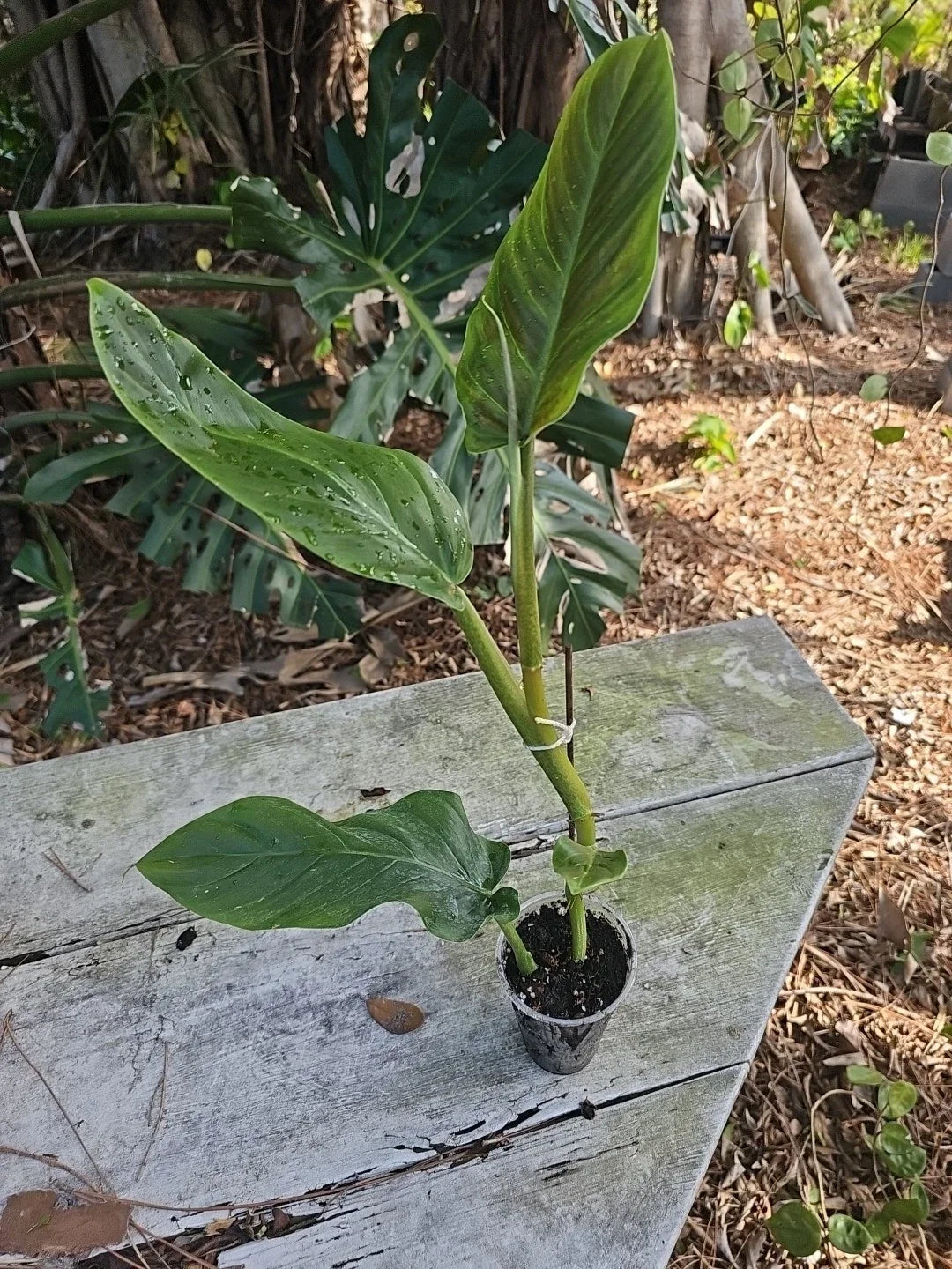 Philodendron Subhastatum Plant – 20-Inch Indoor Houseplant with Green Foliage in 3-Inch Pot, Tropical, Low-Maintenance