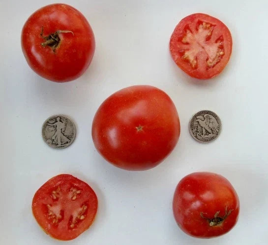 Manitoba Very Early Vegetable Seeds - 25 Fresh Heirloom Seeds for Home Garden, Short Growing Season, High Yield, Non-GMO