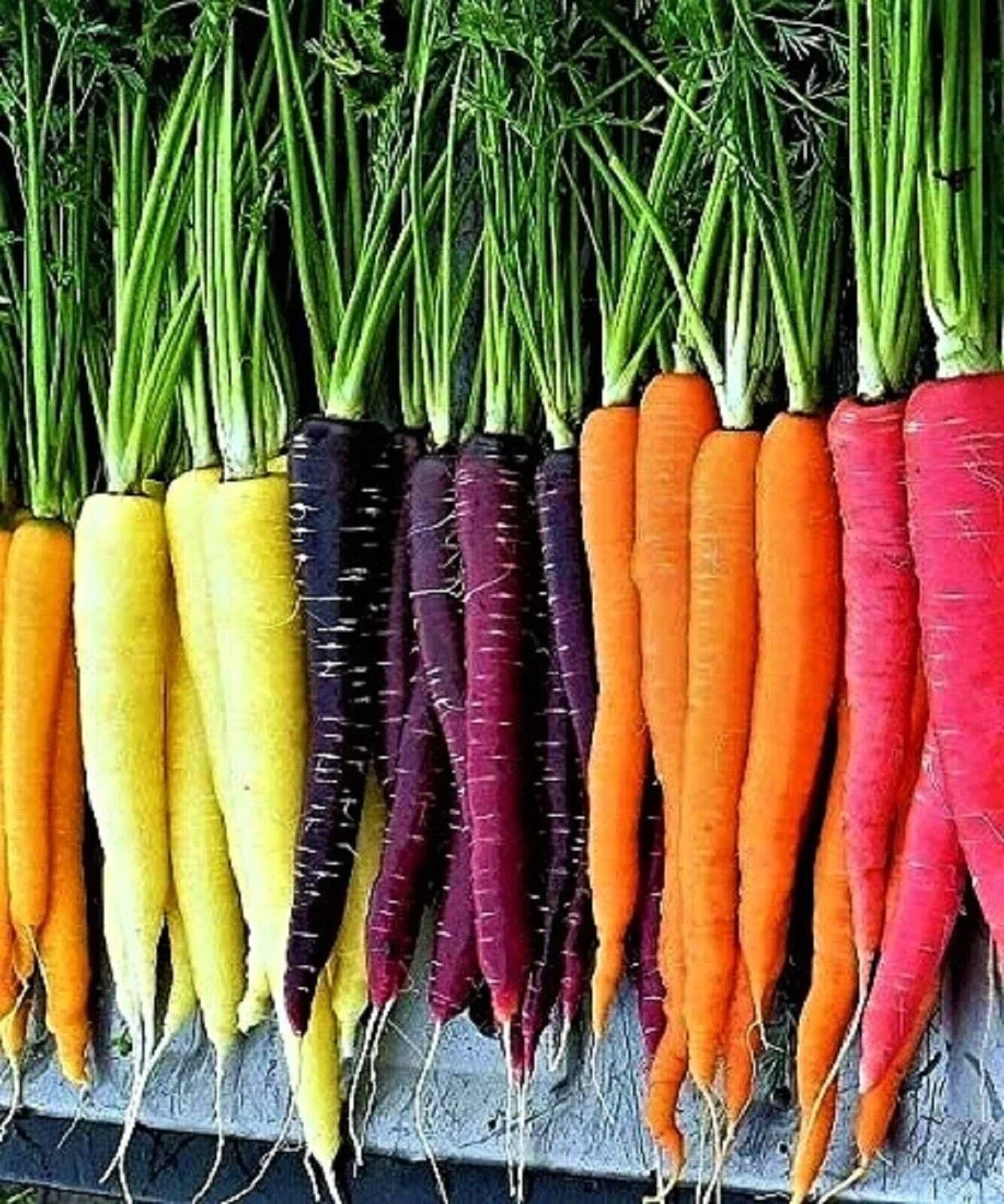 Rainbow Carrot Blend Mix Seeds - 100+ Non-GMO Heirloom Organic Seeds for Gardening