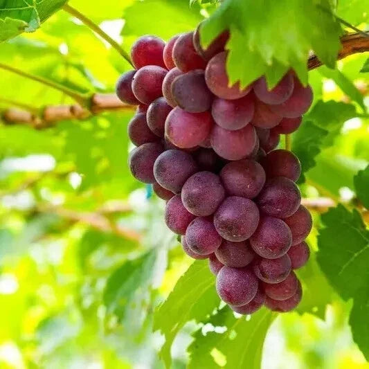 Sweet Red Grape Seeds - 25 Large Vitis vinifera for Home Garden, Climbing Vine, Juicy Fruit, 2024 Harvest