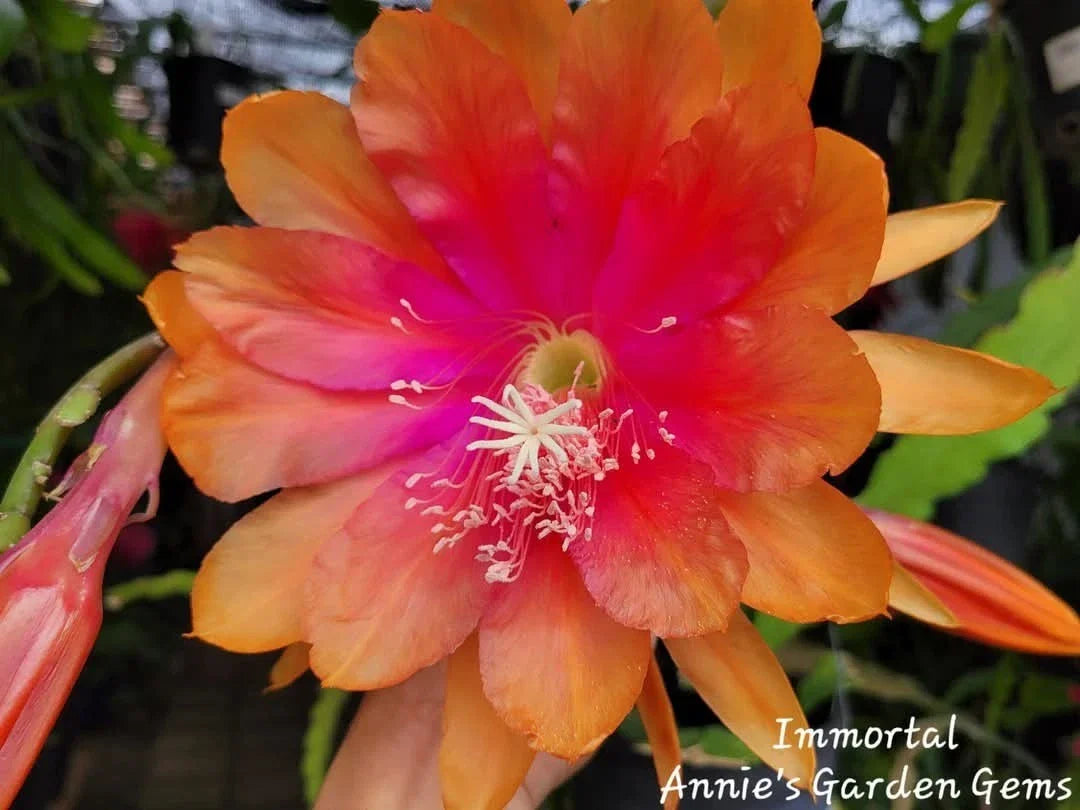 Epiphyllum Immortal Unrooted Cuttings 8-10 Inches Long - Epiphyllum Oxypetalum