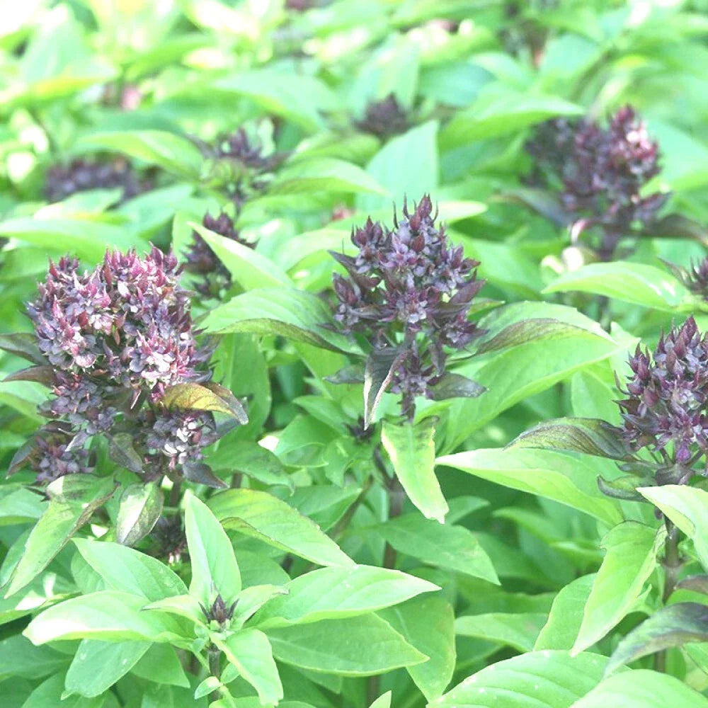Siam Queen Basil Seeds - 100+ High Yielding Ocimum basilicum Seeds for Spring Planting