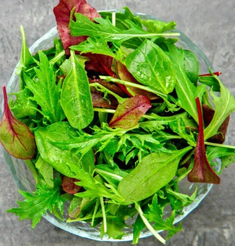 Gourmet Lettuce Seeds Bulk | 1000+ Mixed Salad Bowl Varieties | Lactuca sativa Culinary Garden Seeds