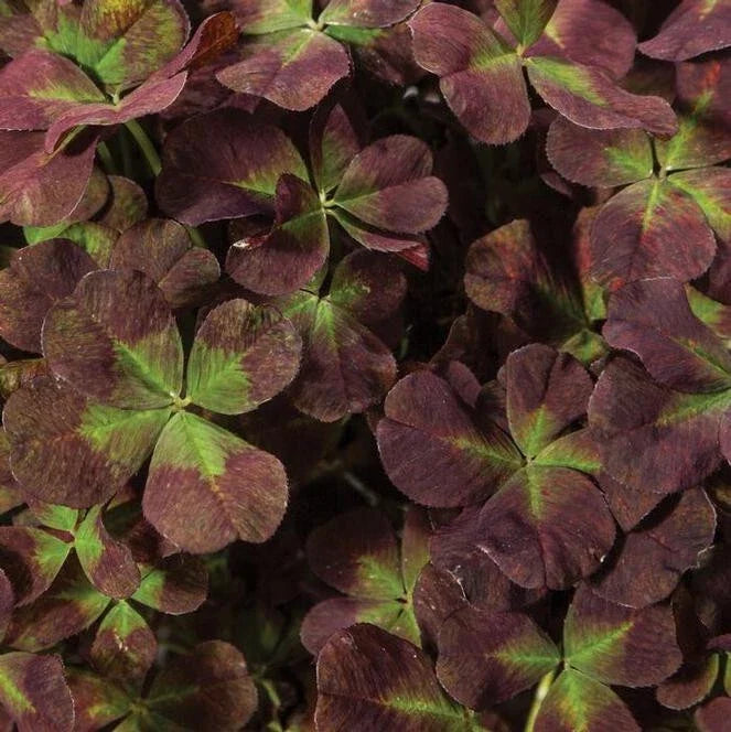Live Starter Plant - Trifolium repens '4 Luck Coco Mint' Burgundy-Green Foliage Ground Cover