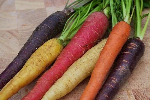 Rainbow Blend Carrot Seeds - 200 Non-GMO Daucus carota Colorful Root Vegetable for Juicing & Cooking