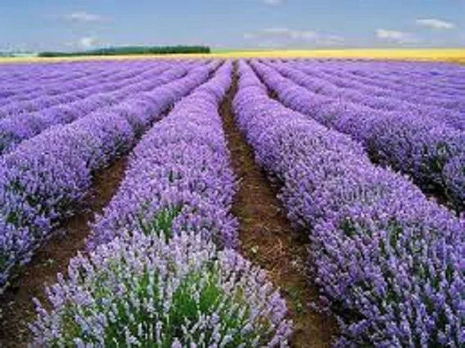 Premium Vera Lavender Seeds - Organic Heirloom Lavandula angustifolia