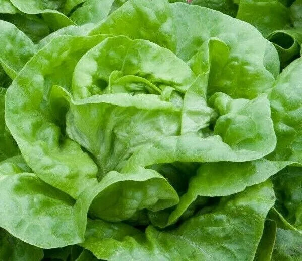 Lettuce Seeds 1000+ White Boston Butterhead - Heirloom Lactuca sativa