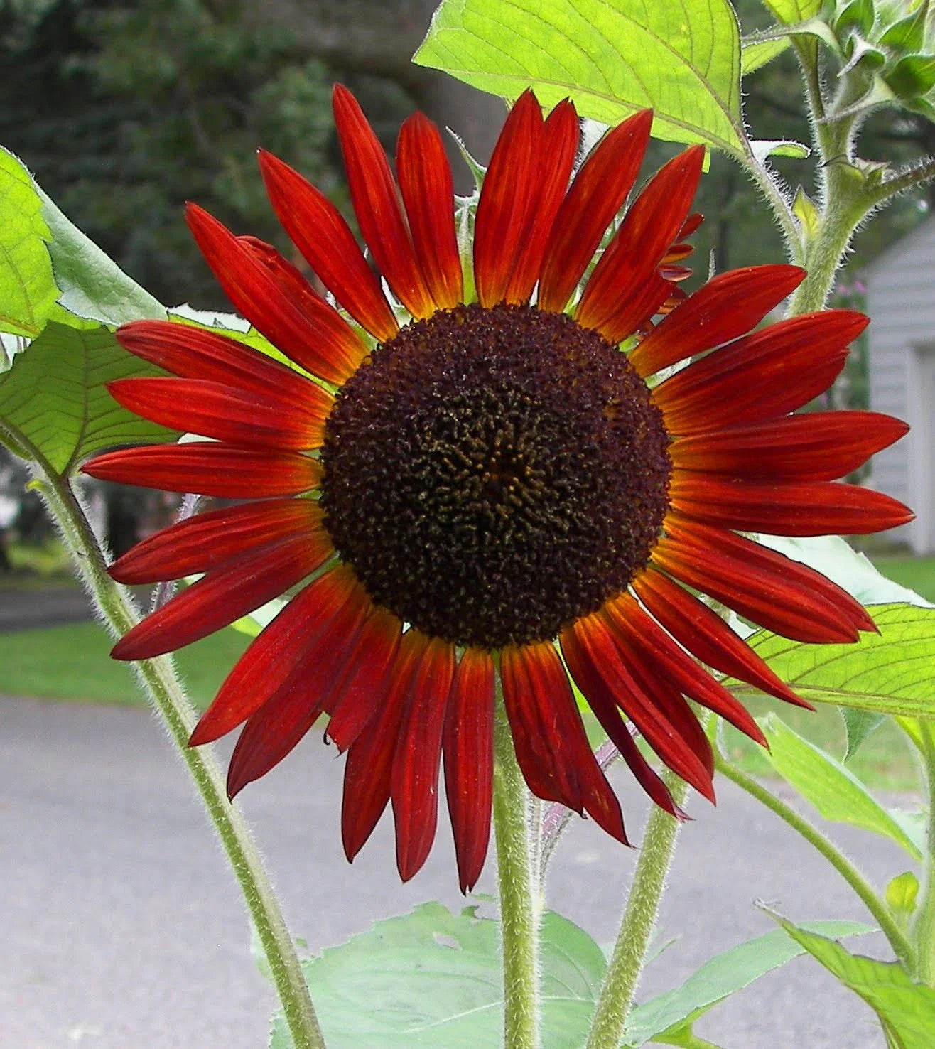 Red Sunflower Seeds - 50 Count Pack - Helianthus annuus - Vibrant Red Blooms by GroCo USA