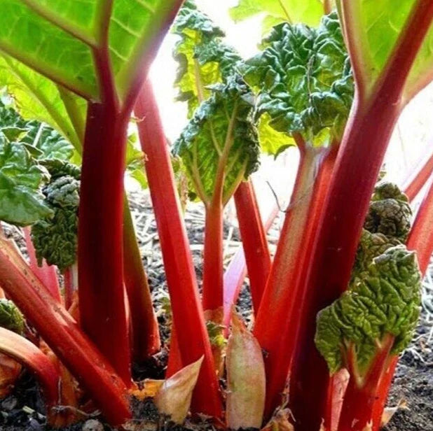 Rhubarb Seeds 20+ "Victoria" Perennial Vegetable Garden - Rheum rhabarbarum