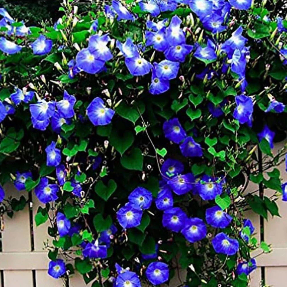 Morning Glory Seeds - 30+ Clark's Heavenly Blue Non-GMO Heirloom Ipomoea tricolor