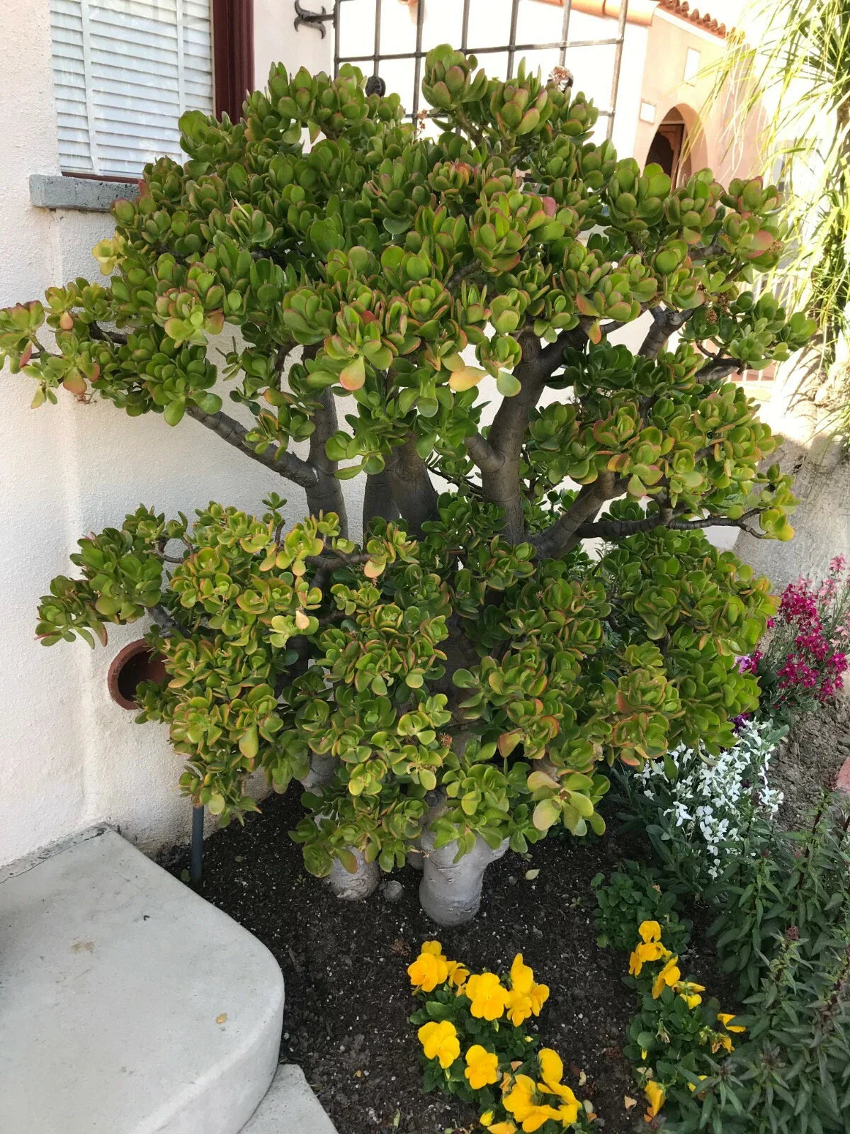 Jade Plant Cutting 8-Inch Deep Green Crassula Ovata Succulent with Branches for Indoor Garden