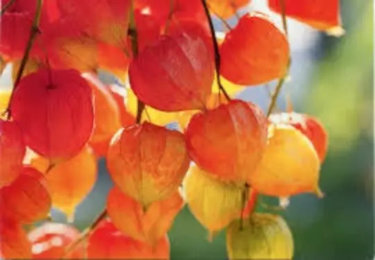 Chinese Lantern Seeds 100 Seeds Physalis Alkekengi Perennial Ground Cherry