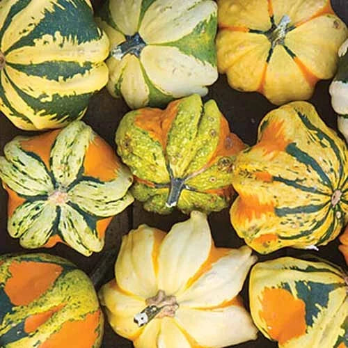 Daisy Gourd Squash Seeds - Bulk Pack of 25+ Cucurbita pepo for Garden Planting, Decorative & Culinary Use