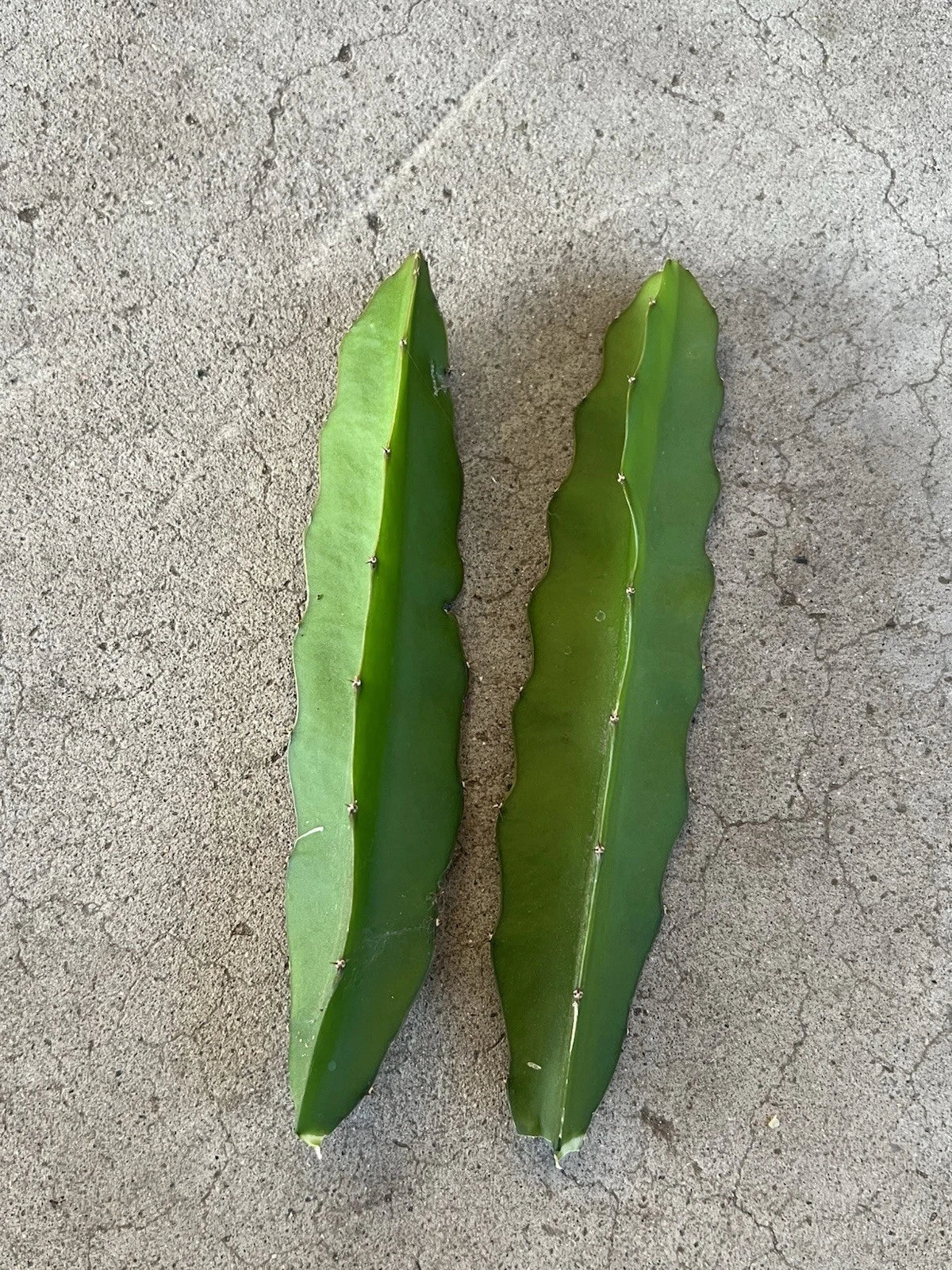 Dragon Fruit Cuttings 7" Red Flesh Hylocereus undatus 2 Pcs Fresh Planting Material