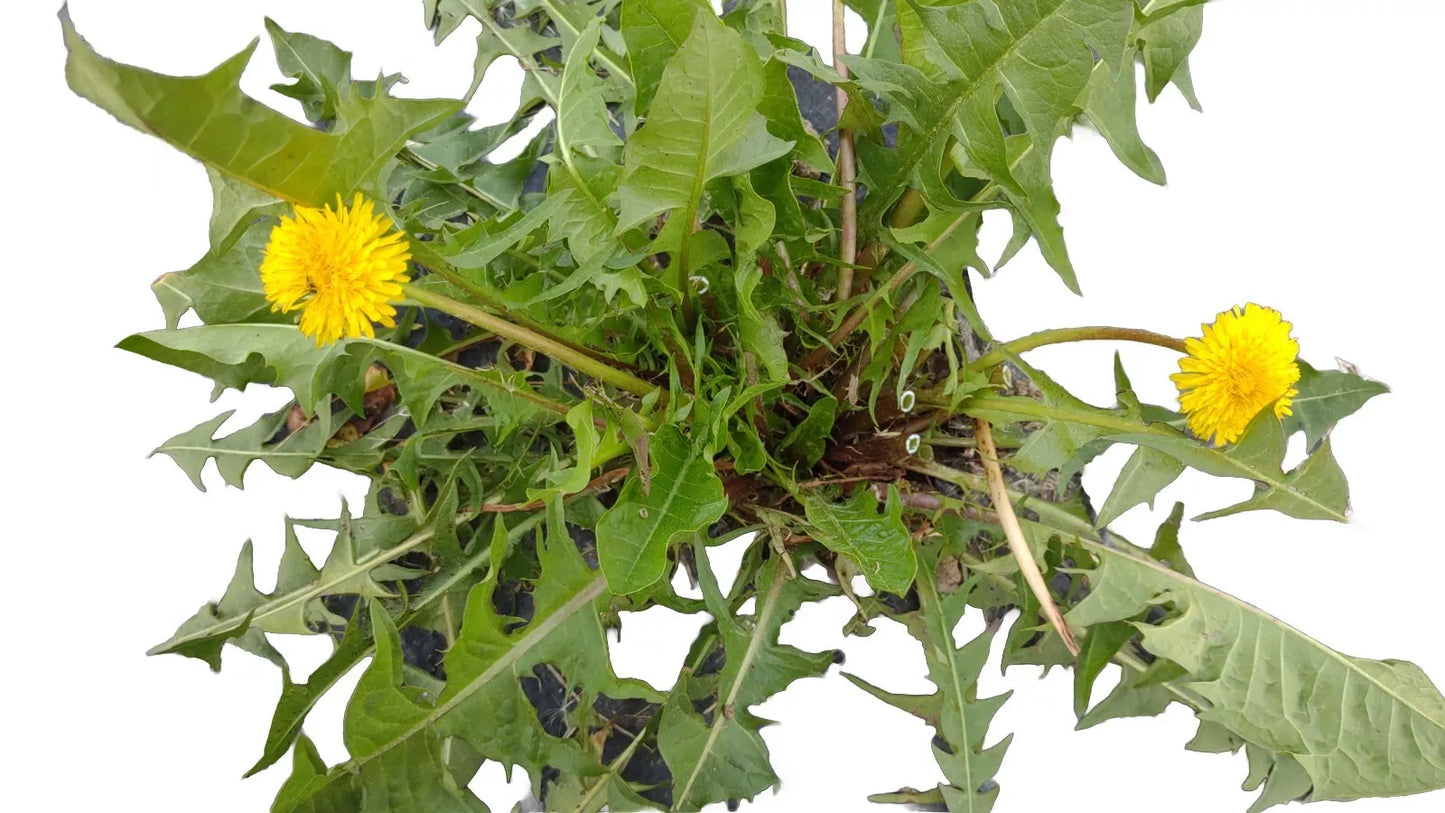 Wild Organic Dandelion Plants Bare Root | Heirloom Taraxacum officinale | Bright Yellow Flowers, Medicinal & Nutritional