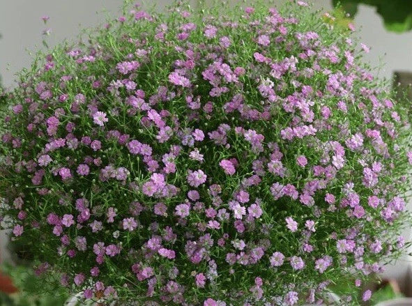 Pink Gypsophila Plant Clump Baby's Breath Perennial Hardy Deer-Resistant Garden Flower