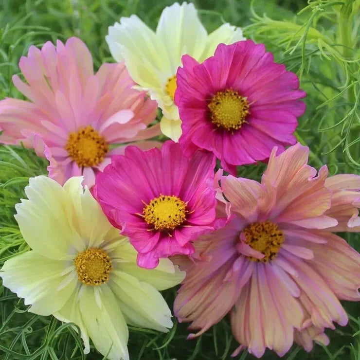 Cosmos Cotton Candy Mix Seeds - Colorful Flower Seeds for Garden Planting - Cosmos bipinnatus, Annual, 20 Pack