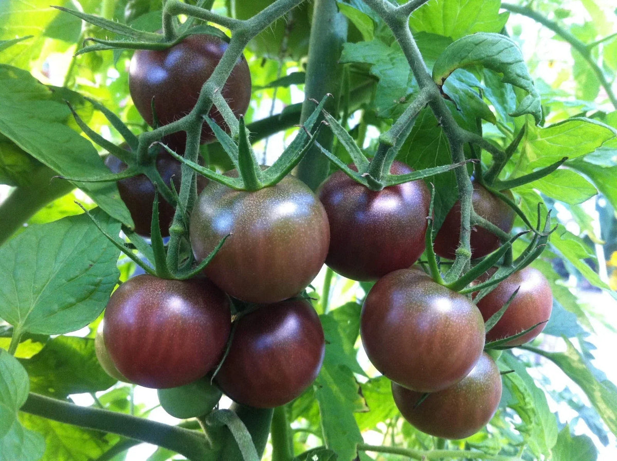 Black Cherry Tomato Seeds - Non-GMO, Salad Variety, Solanum lycopersicum, Compact Growth, Multiple Sizes Available