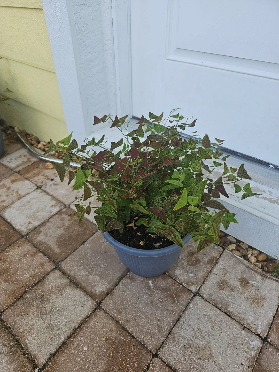 XL Live Christia Obcordata Butterfly Wings Plant 10" - Compact, Low Maintenance Indoor & Outdoor