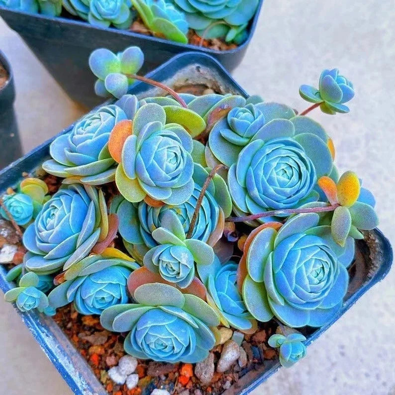 Blue Succulents Seeds 100pcs Witchford Lithops Cactus Seeds Drought-Tolerant Plant for Succulent Gardens