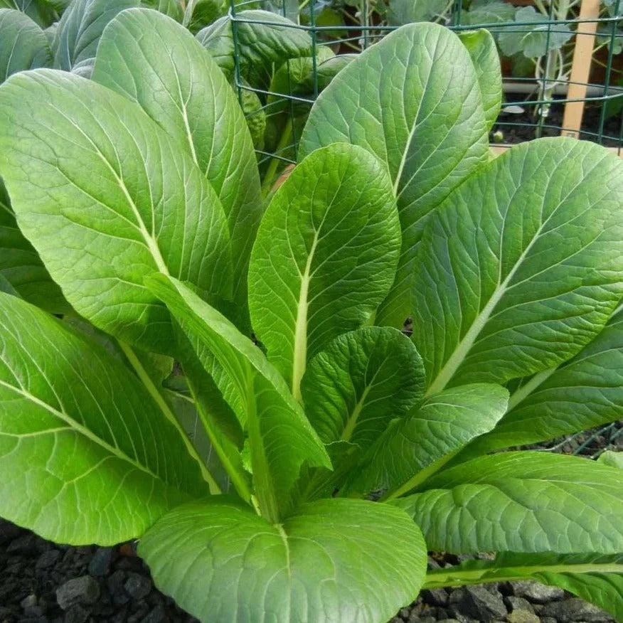 Komatsuna Mustard Spinach Seeds - 500+ Non-GMO Brassica rapa Green for Home Gardening & Cooking
