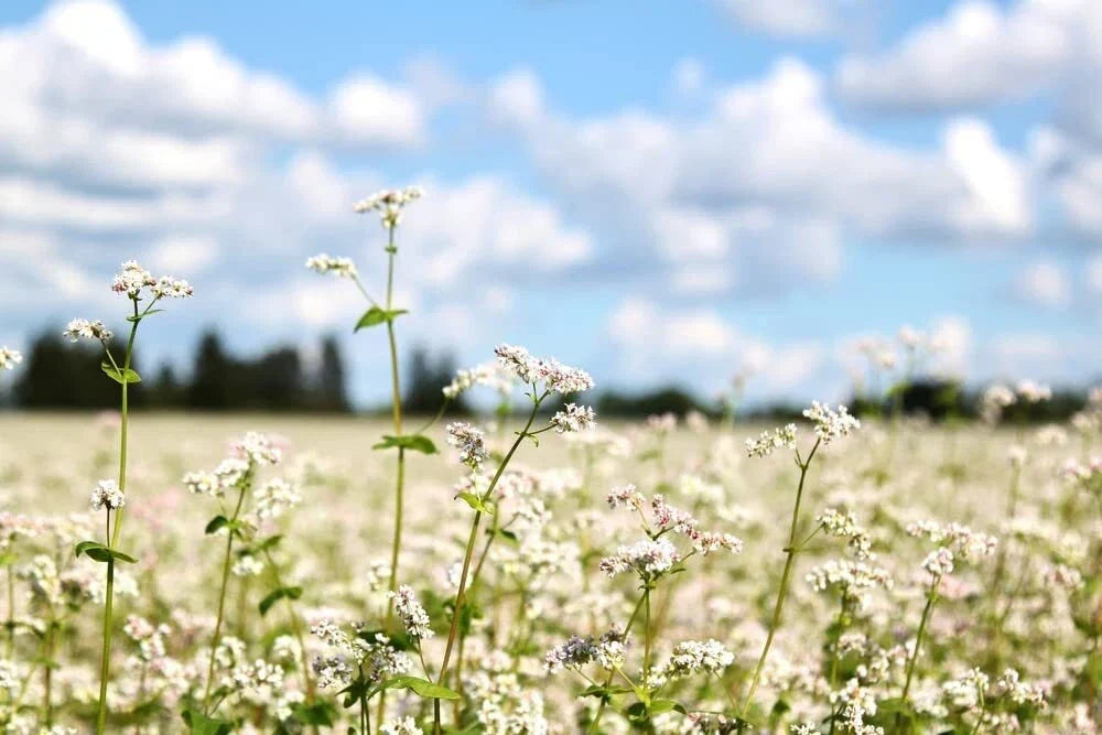 Buckwheat Seeds for Planting - Cover Crop, Pollinator, Bee Pasture - Fagopyrum esculentum