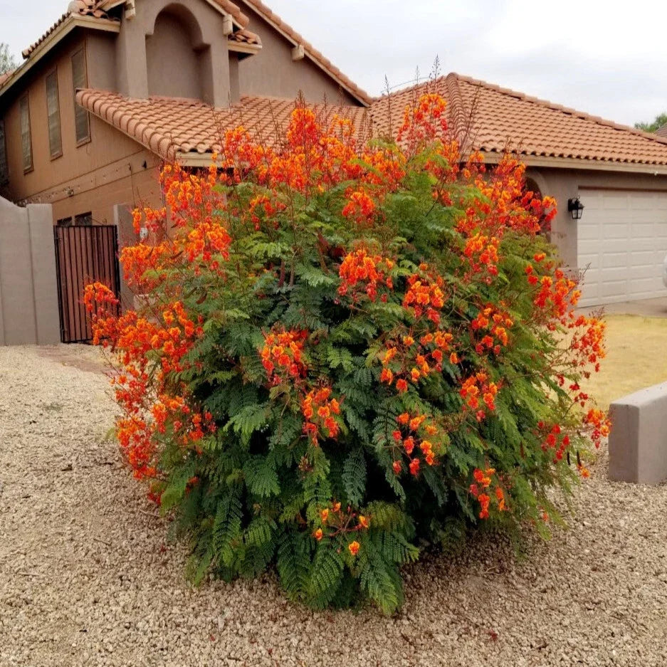 Mexican Red Bird of Paradise Seeds - Dwarf Poinciana Flower Shrub, Caesalpinia pulcherrima, Tropical Garden Plant, Bright Red and Yellow Flowers