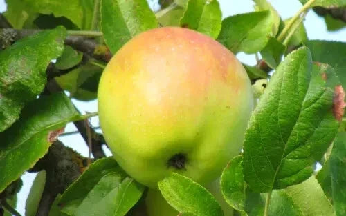 Cabarette Apple Seeds - 25+ Malus domestica for Garden Planting, Orchard, Non-GMO, USA Grown