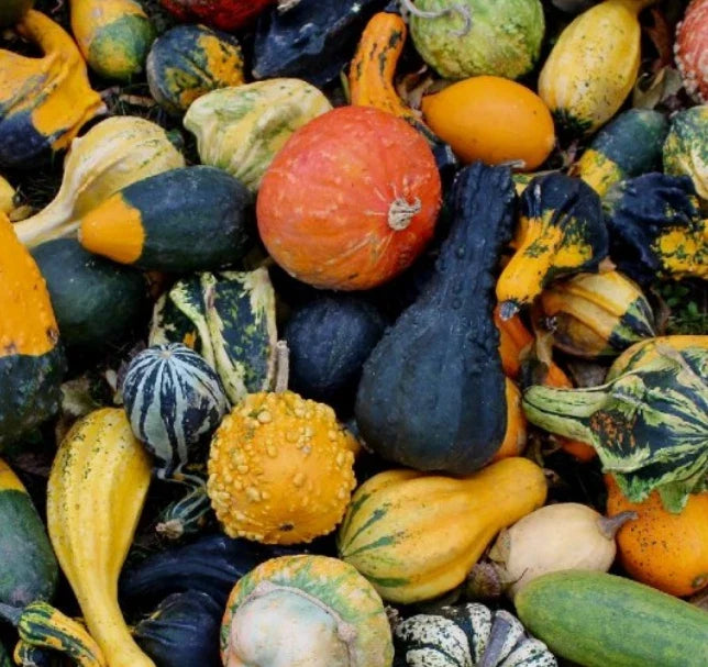 Decorative Gourd Seeds - Mixed Sizes for Fall Decor - Non-GMO Cucurbita pepo Seeds - 30 Pack