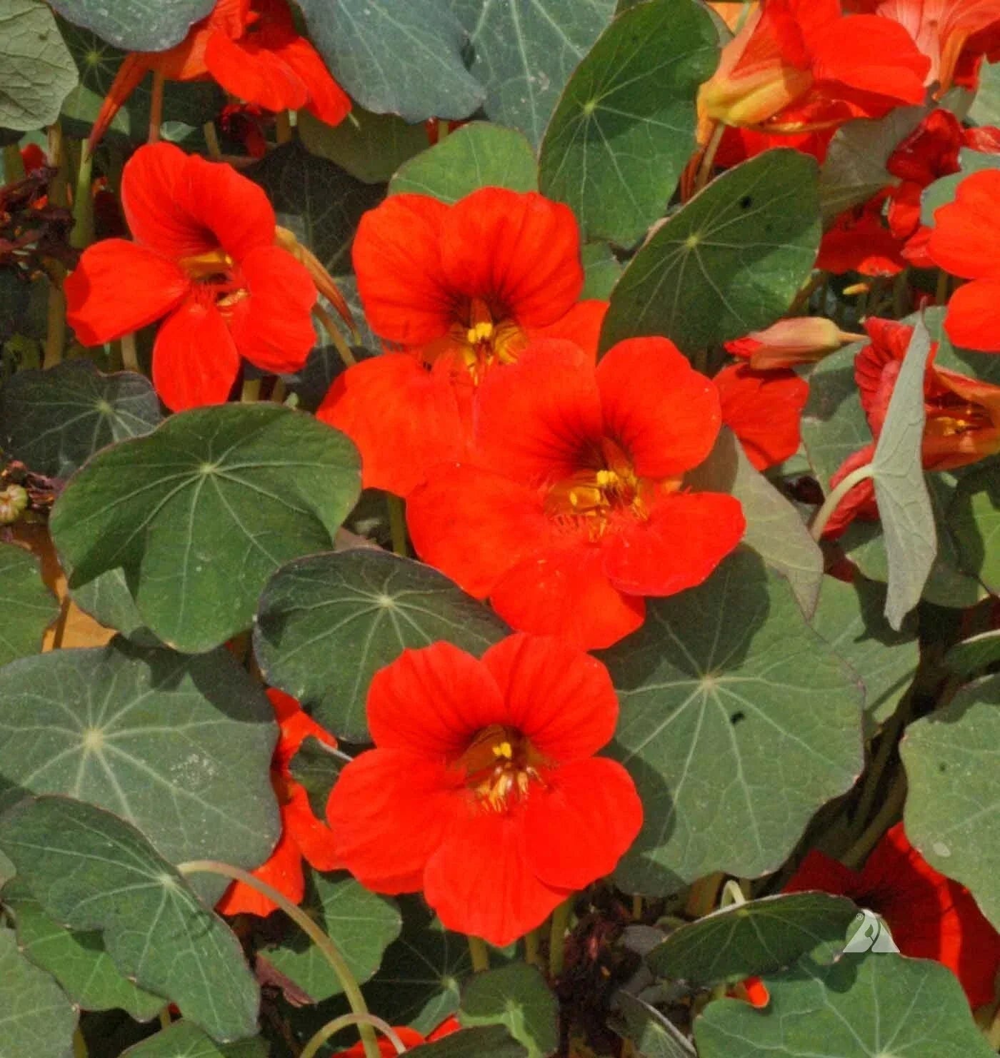 Nasturtium Seeds 30 Ct Empress of India Dwarf Annual Wildflower - Tropaeolum majus