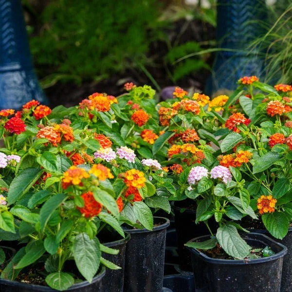 Lantana Miss Huff Plant Plug - Hardy Lantana camara, Easy to Grow