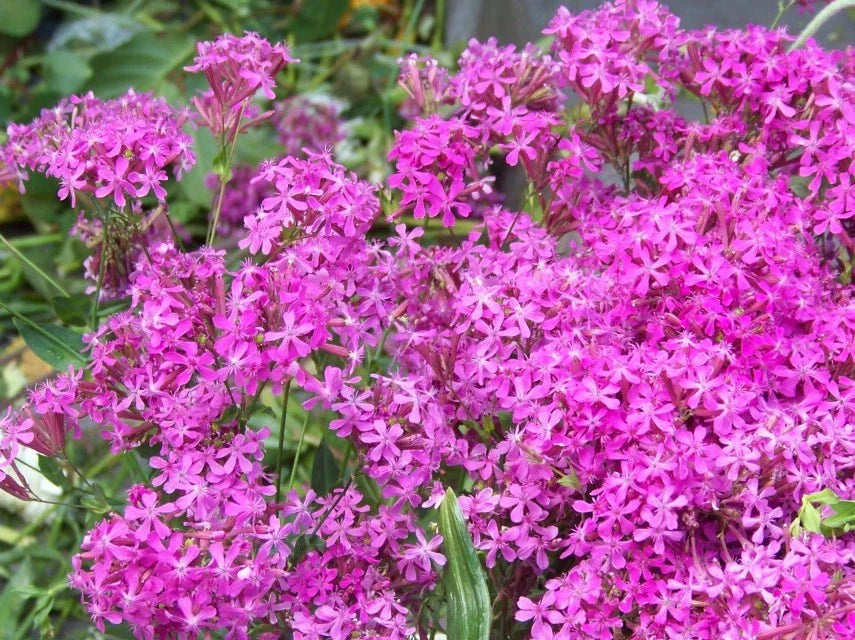 Catchfly Seeds 2000 Count - Silene Armeria Pink Blooms - Fast Growing - GroCo USA