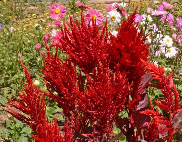Celosia Seeds - 500 Non-GMO Scarlet Plume Heirloom Red Cut Flowers