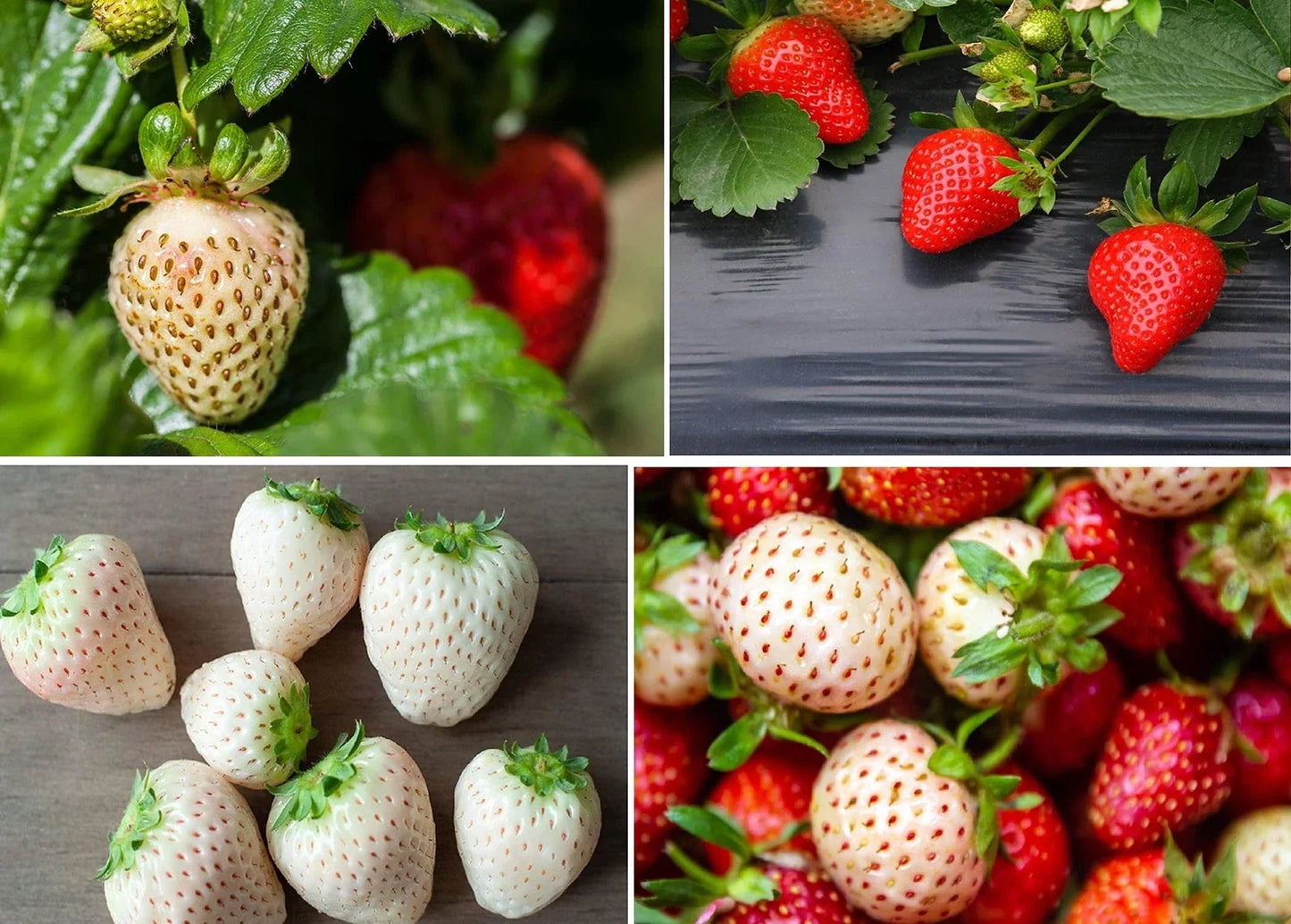 Strawberry Seeds Packet - 200 Seeds Double Color Mix - Fragaria x ananassa - Red & White Varieties for Garden & Container