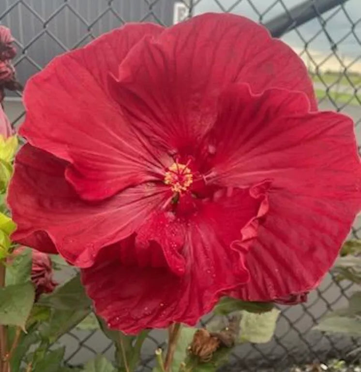 Hardy Hibiscus Seeds - Red Taffeta Heirloom Ruffled Flower - 25+ Seeds