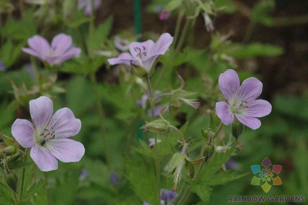 Coquetedale Lilac Geranium Seeds - 25+ Pack, Perennial, Geranium pratense, Garden Planting, Clumping, Upright
