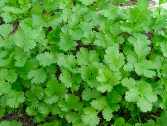 Cilantro Seeds - Long Standing Variety - Culinary Herb for Cooking - Coriandrum sativum
