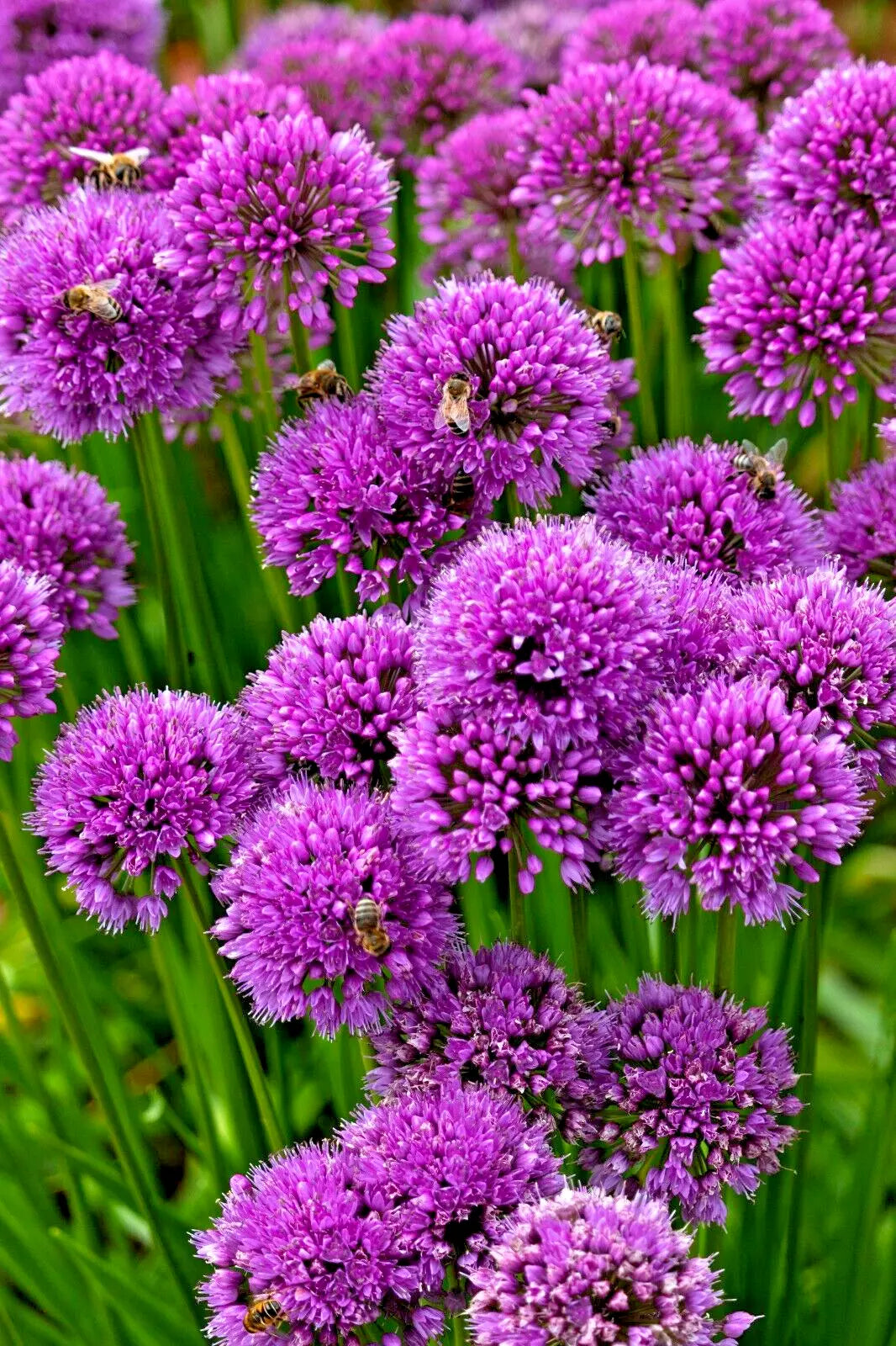 Allium Millennium Seeds - 200 Lavender Flowers, Hardy Ornamental Onion, Perennial Garden Plant