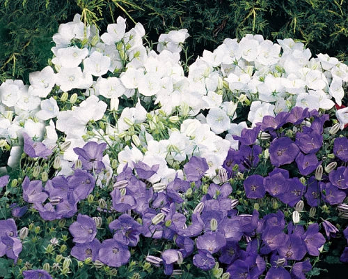 Campanula Carpatica Seeds, Clips Mix Bellflower, Perennial Flower Seeds, 25 Seeds for Planting