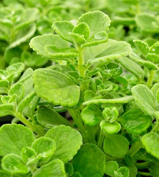 Succulent Plectranthus Coleoides 'Variegata' 4" Cuttings, Swedish Ivy, Green White Foliage, Fragrant, Heat Tolerant, Deer Resistant