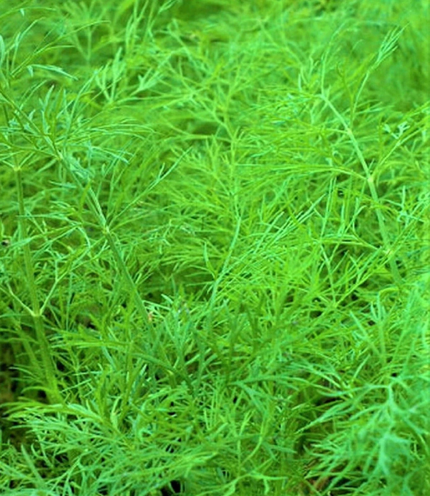 Dill Seed Bouquet - 200+ Non-GMO Anethum graveolens Culinary Herb for Cooking & Gardens, Easy to Grow Indoor & Outdoor