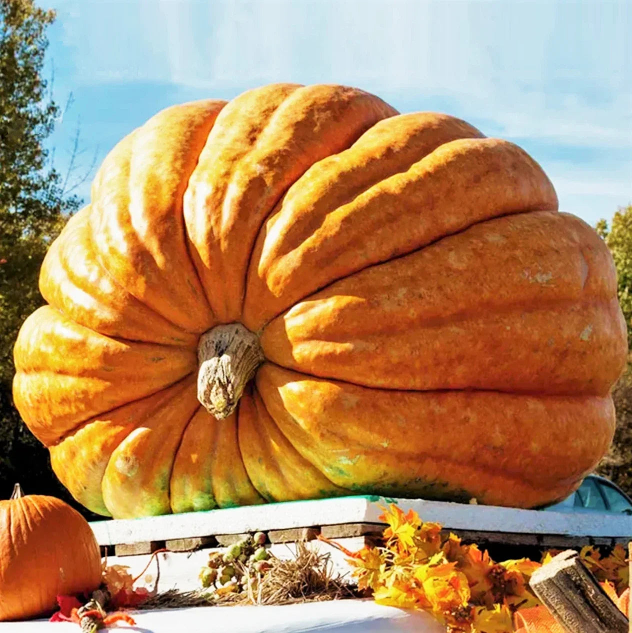 Dill's Atlantic Giant Pumpkin Seeds - Competition-Grade Cucurbita maxima for Huge, Large Pumpkins, 10 Seeds