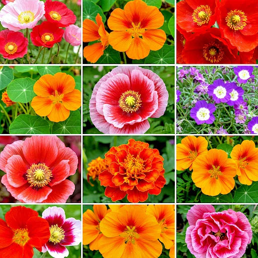 Wildflower Seeds 2000+ Autumn Butterfly Pollinators Hummingbird Mix for Gardens