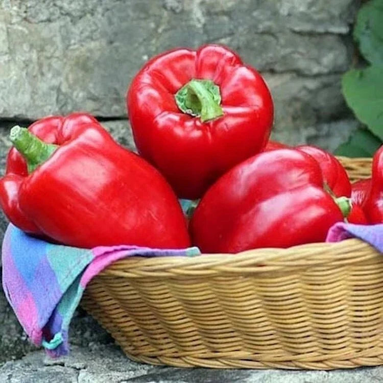 Big Red Sweet Bell Pepper Seeds - Non-GMO Heirloom Capsicum annuum, 100 Pack, Vegetable, Full Sun, Easy to Grow